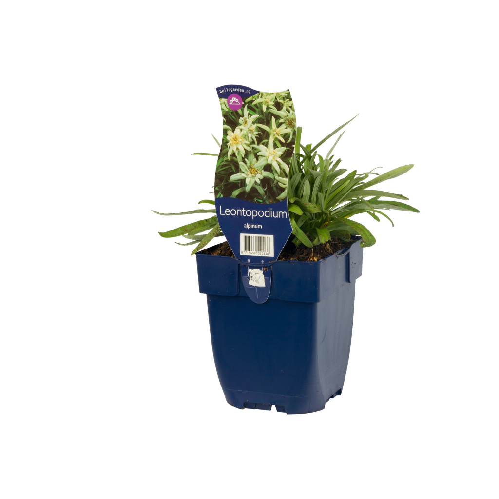 Edelweiss (Leontopodium alpinum) ø 11 cm