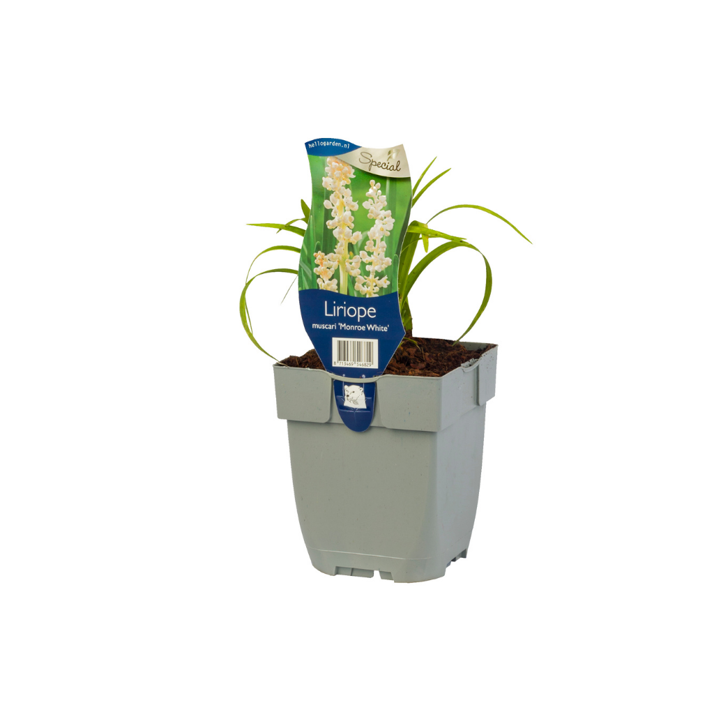Leliegras (Liriope muscari 'Monroe White') ø 11 cm