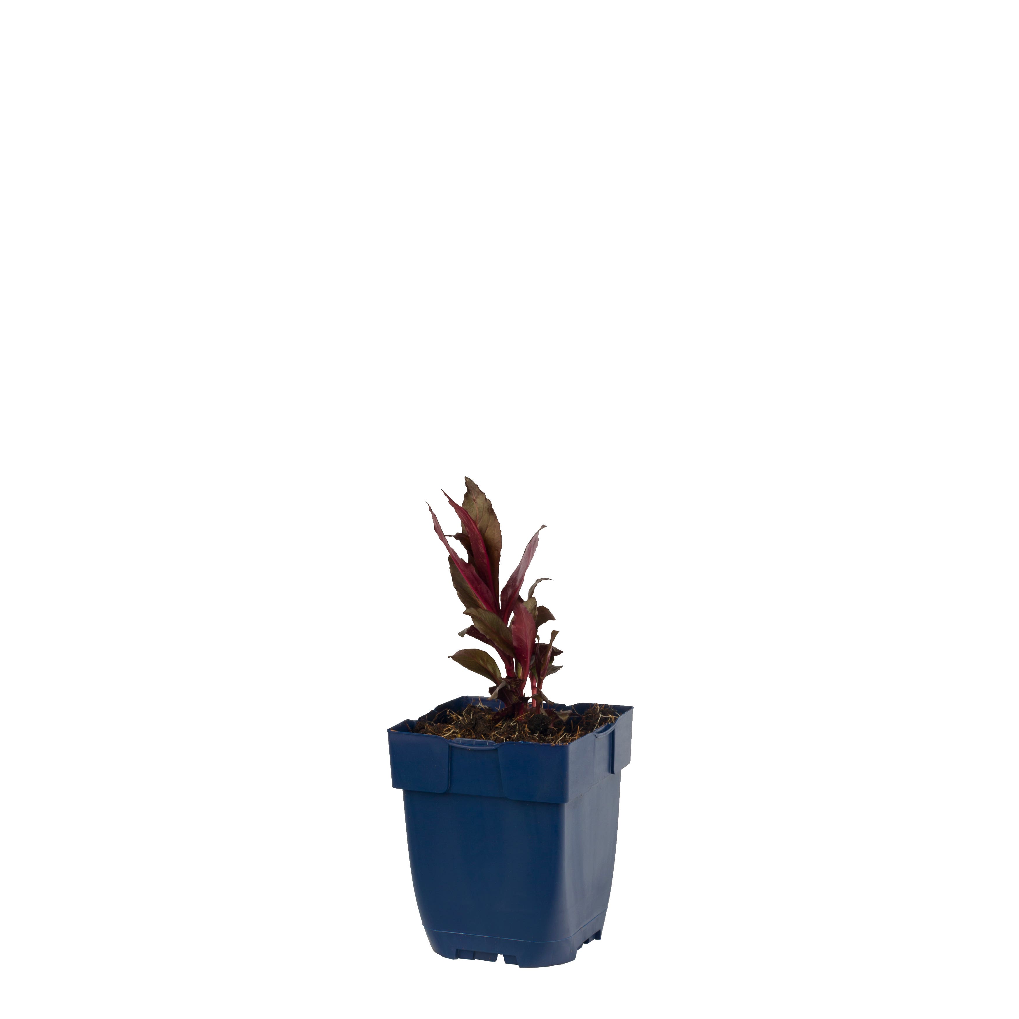 Tuinlobelia (Lobelia fulgens 'Queen Victoria') ø 11 cm