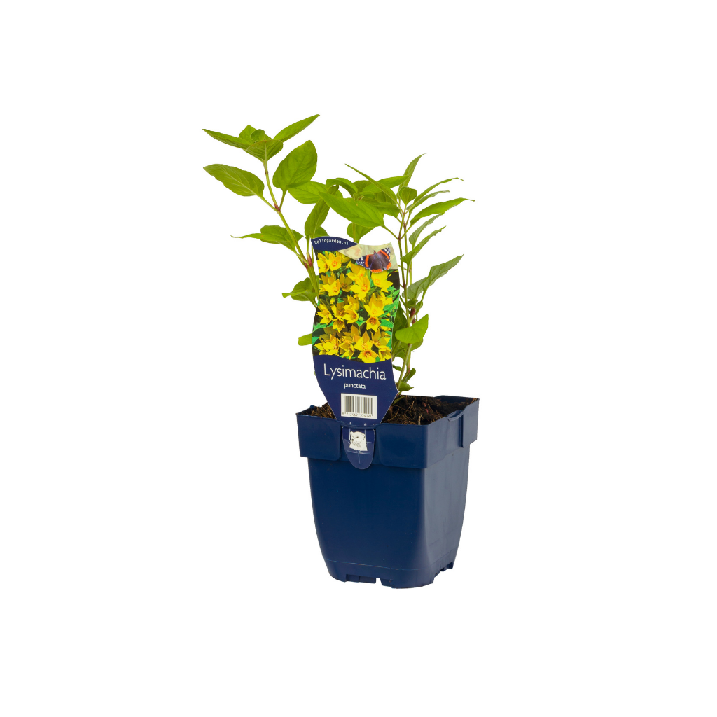 Puntwederik (Lysimachia punctata) ø 11 cm
