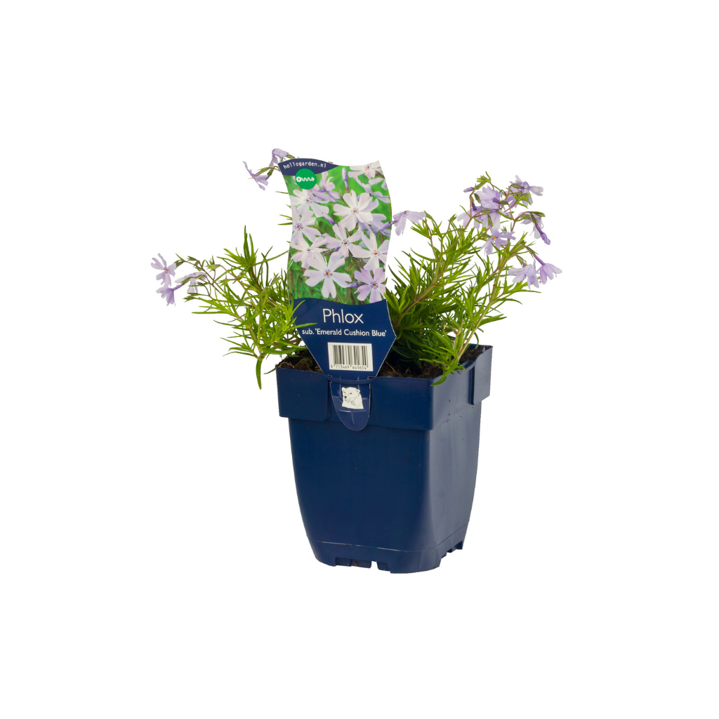 Vlambloem (Phlox (S) 'Emerald Cushion Blue') ø 11 cm