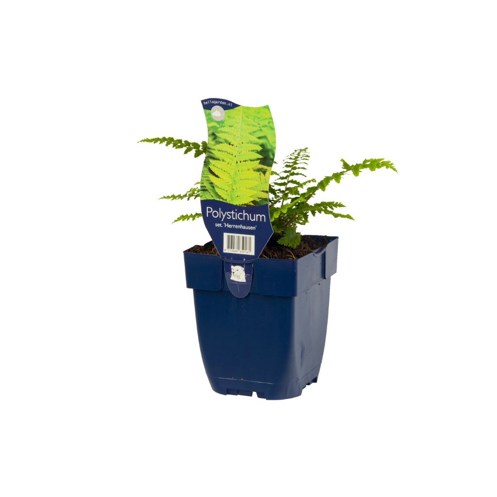 Naaldvaren (Polystichum set. 'Herrenhausen') ø 11 cm