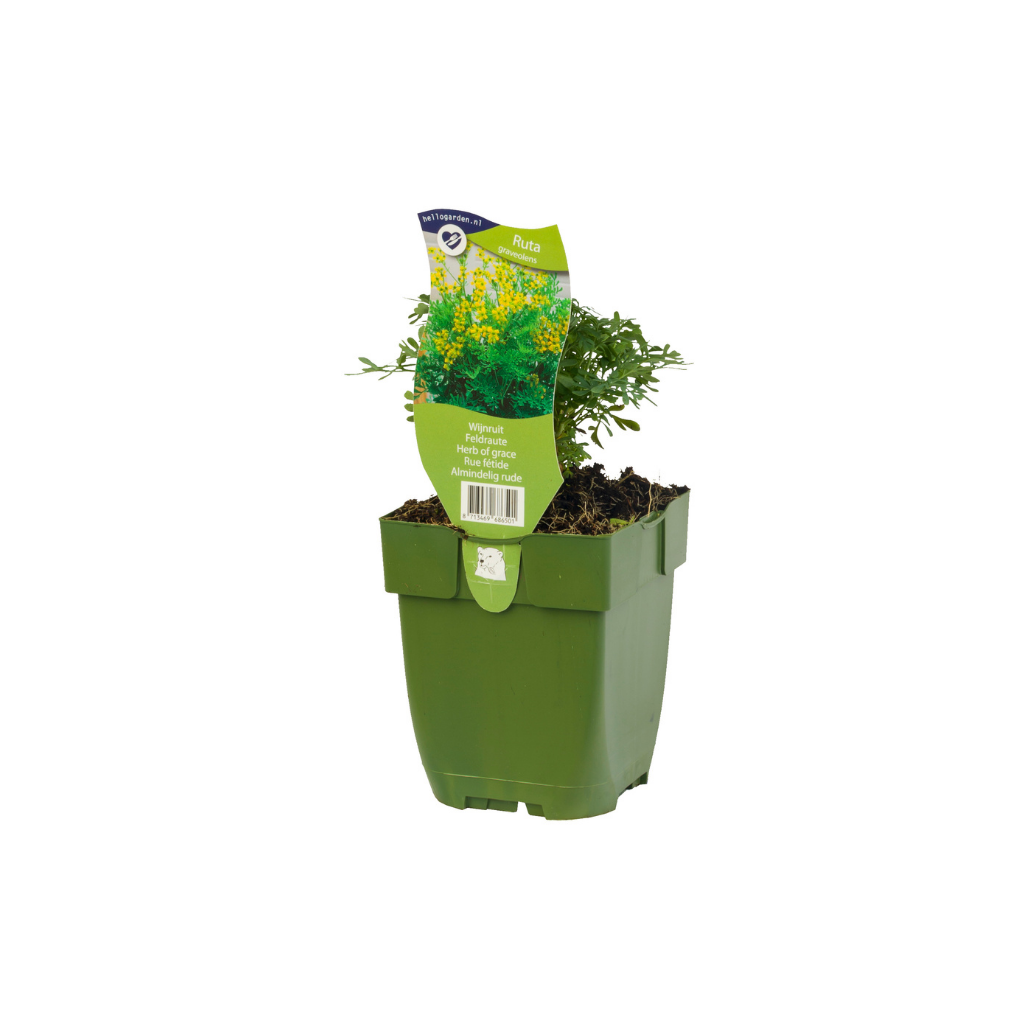 Wijnruit (Ruta graveolens) ø 11 cm