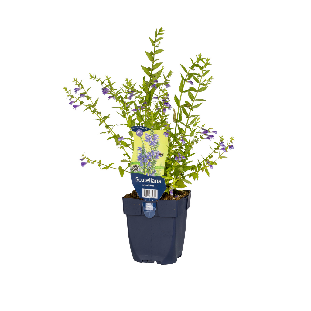 Glidkruid (Scutellaria scordiifolia) ø 11 cm