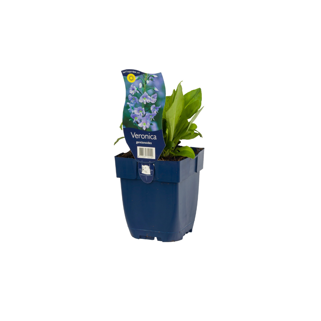 Ereprijs (Veronica gentianoides) ø 11 cm