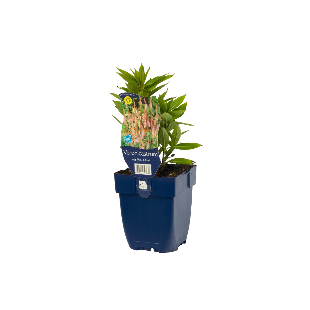 Virginische Ereprijs (Veronicastrum virg. 'Pink Glow') ø 11 cm