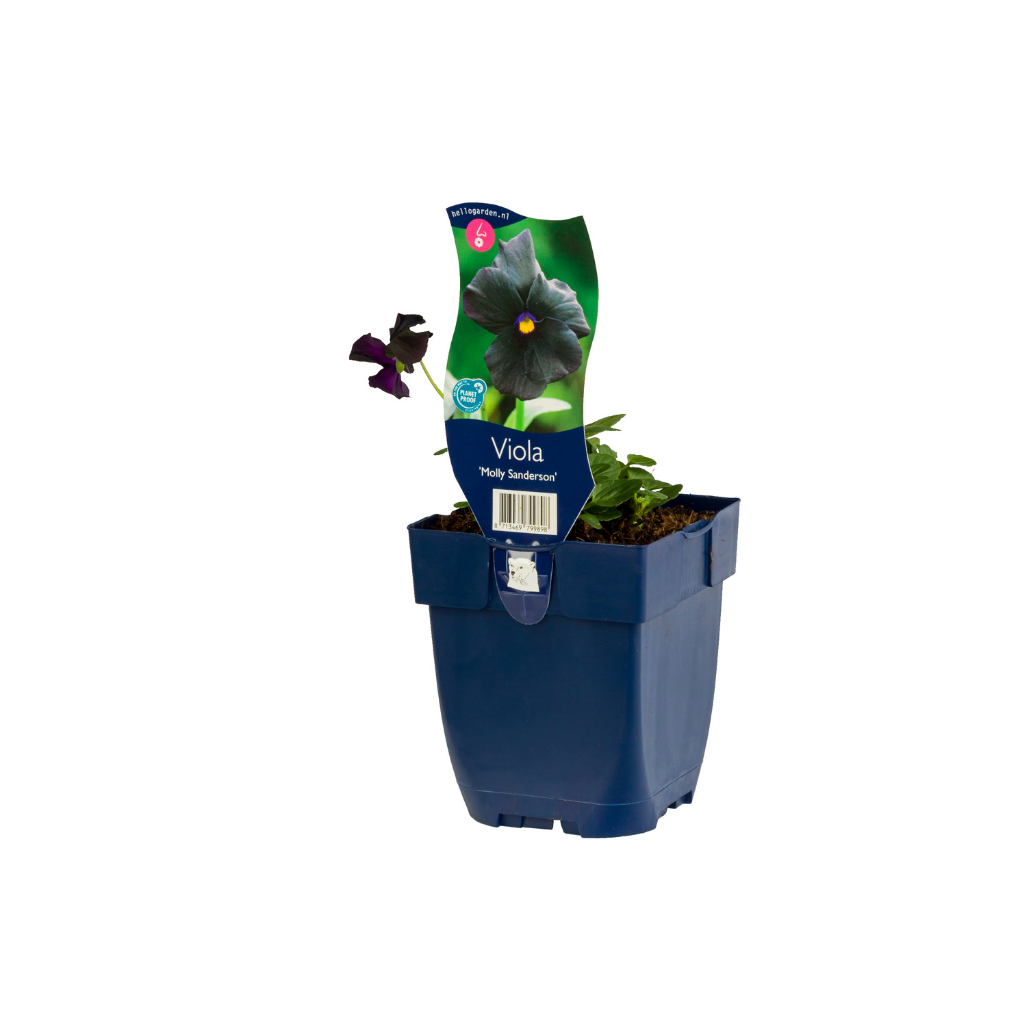 Viooltje (Viola (C) 'Molly Sanderson') ø 11 cm