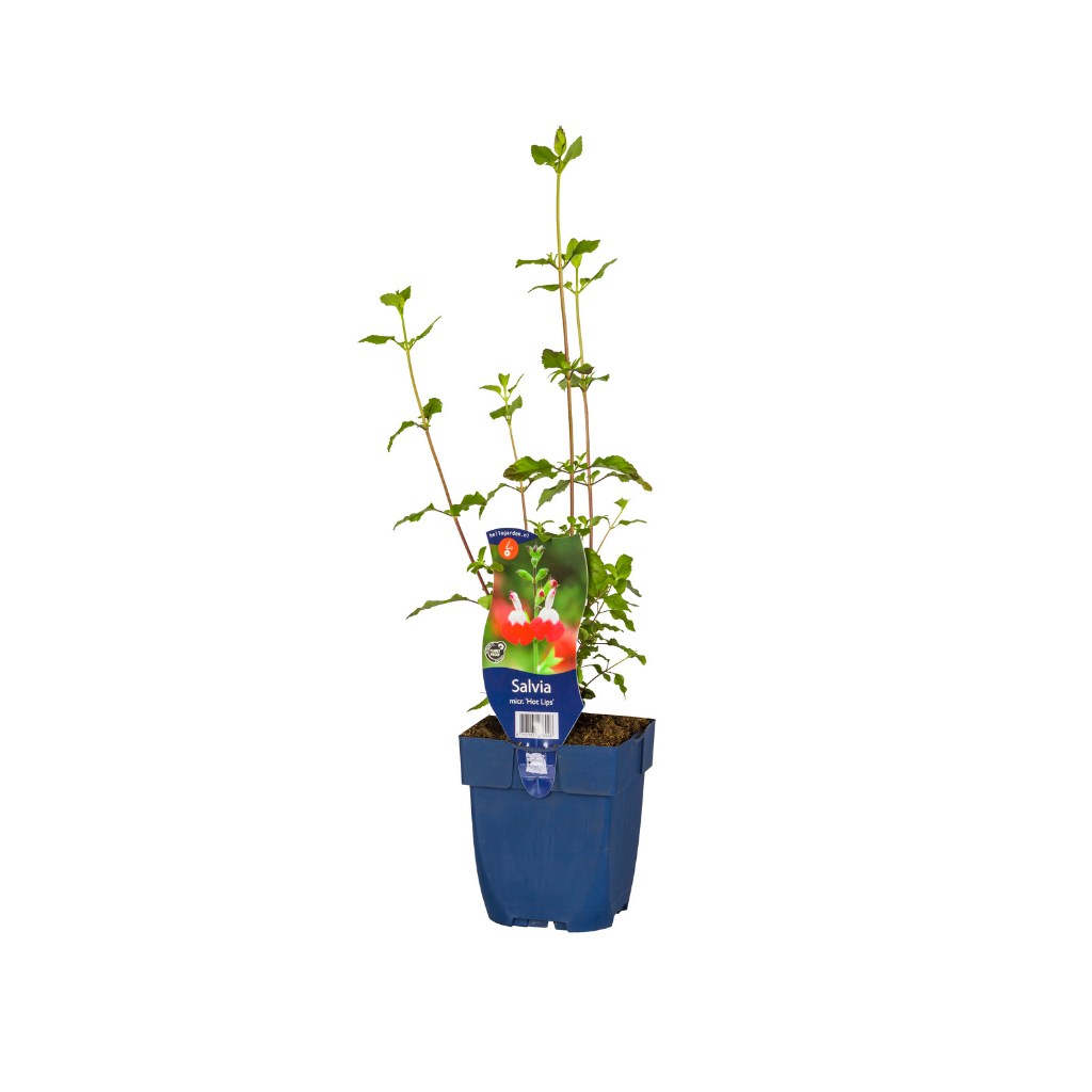 Salie (Salvia micr. 'Hot Lips') ø 11 cm