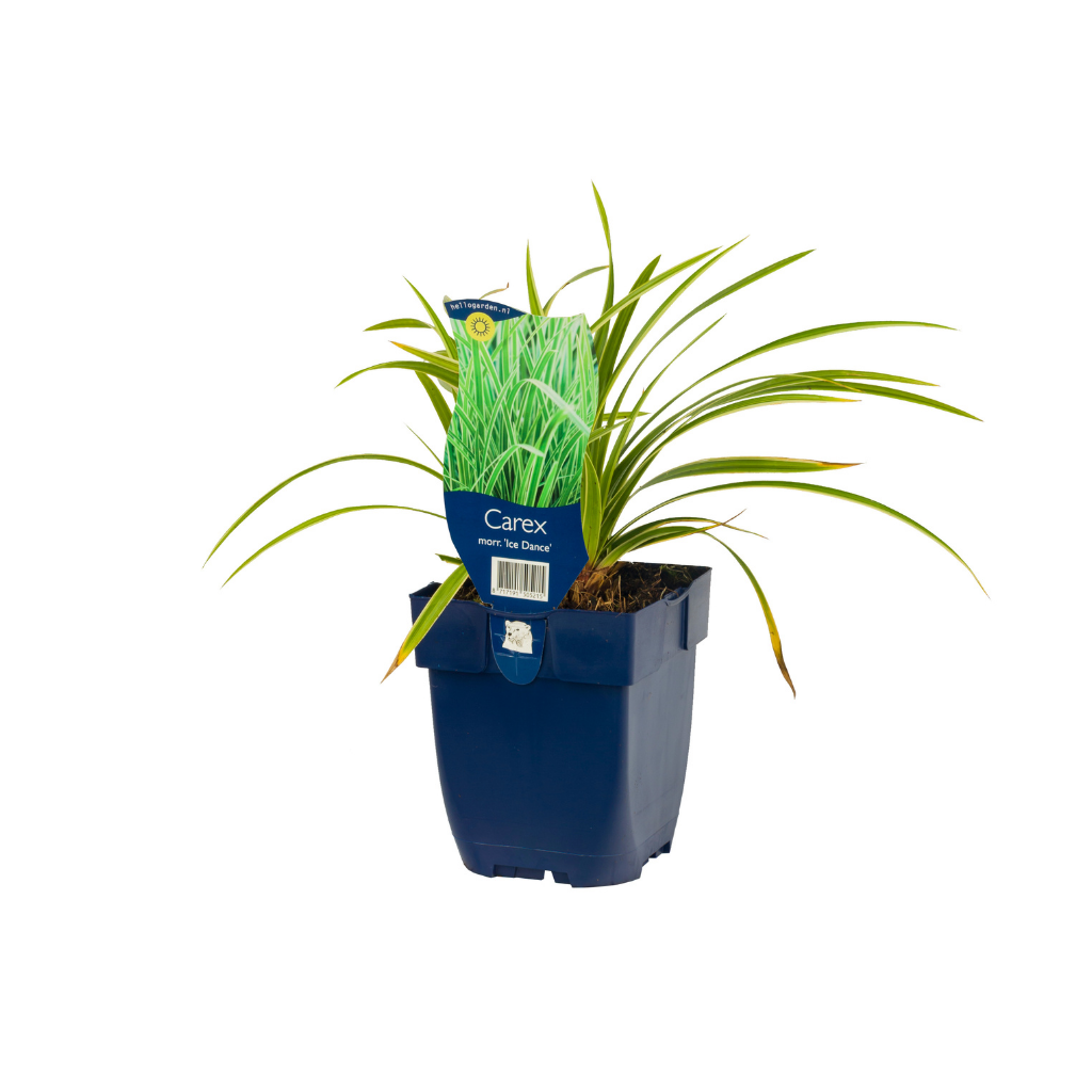 Zegge (Carex morrowii 'Ice Dance') ø 11 cm