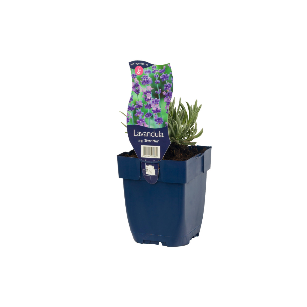 Lavendel (Lavandula ang. 'Silver Mist') ø 11 cm