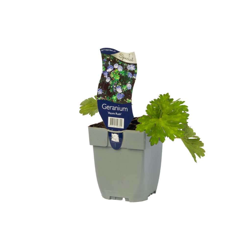 Ooievaarsbek (Geranium 'Azure Rush')