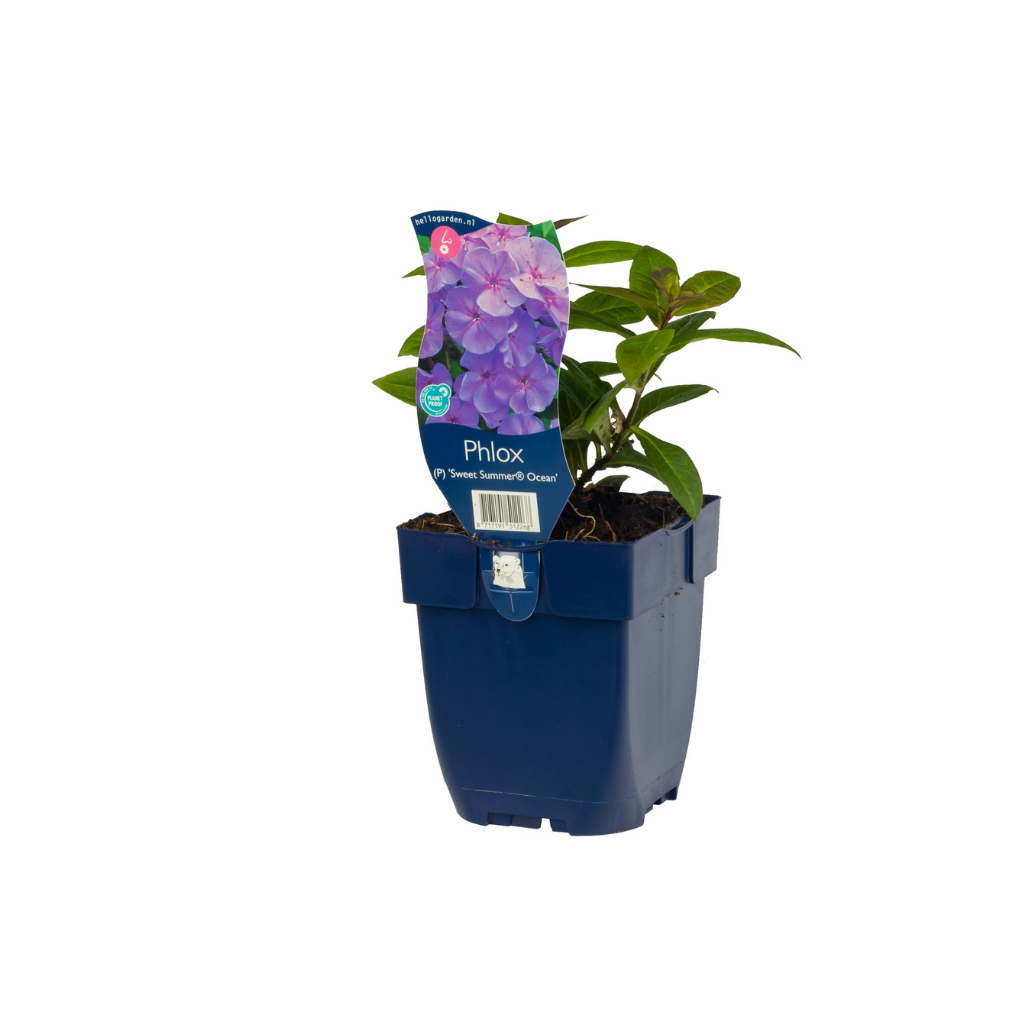 Vlambloem (Phlox (P) 'Sw. Summer Ocean') ø 11 cm