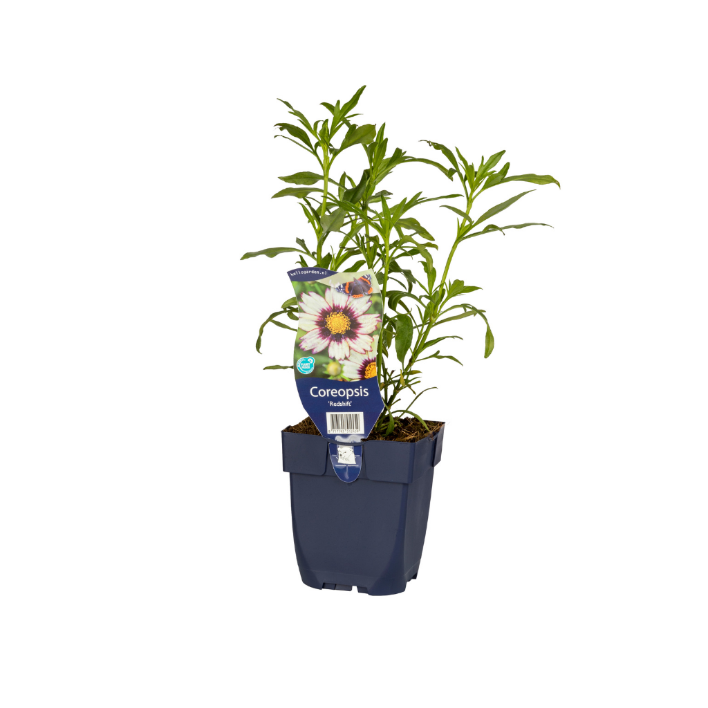 Meisjesogen (Coreopsis 'Redshift') ø 11 cm
