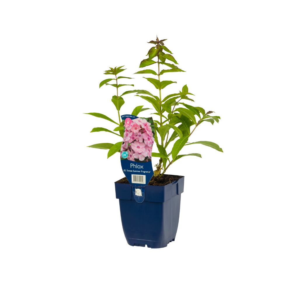 Vlambloem (Phlox (P) 'Sw. Summer Fragrance') ø 11 cm