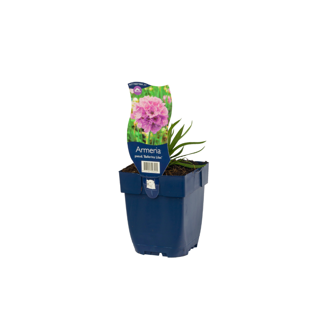 Engels gras (Armeria pseud. 'Ballerina Lilac') ø 11 cm