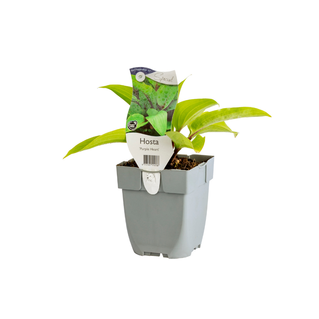 Hosta (Hosta 'Purple Heart') ø 11 cm