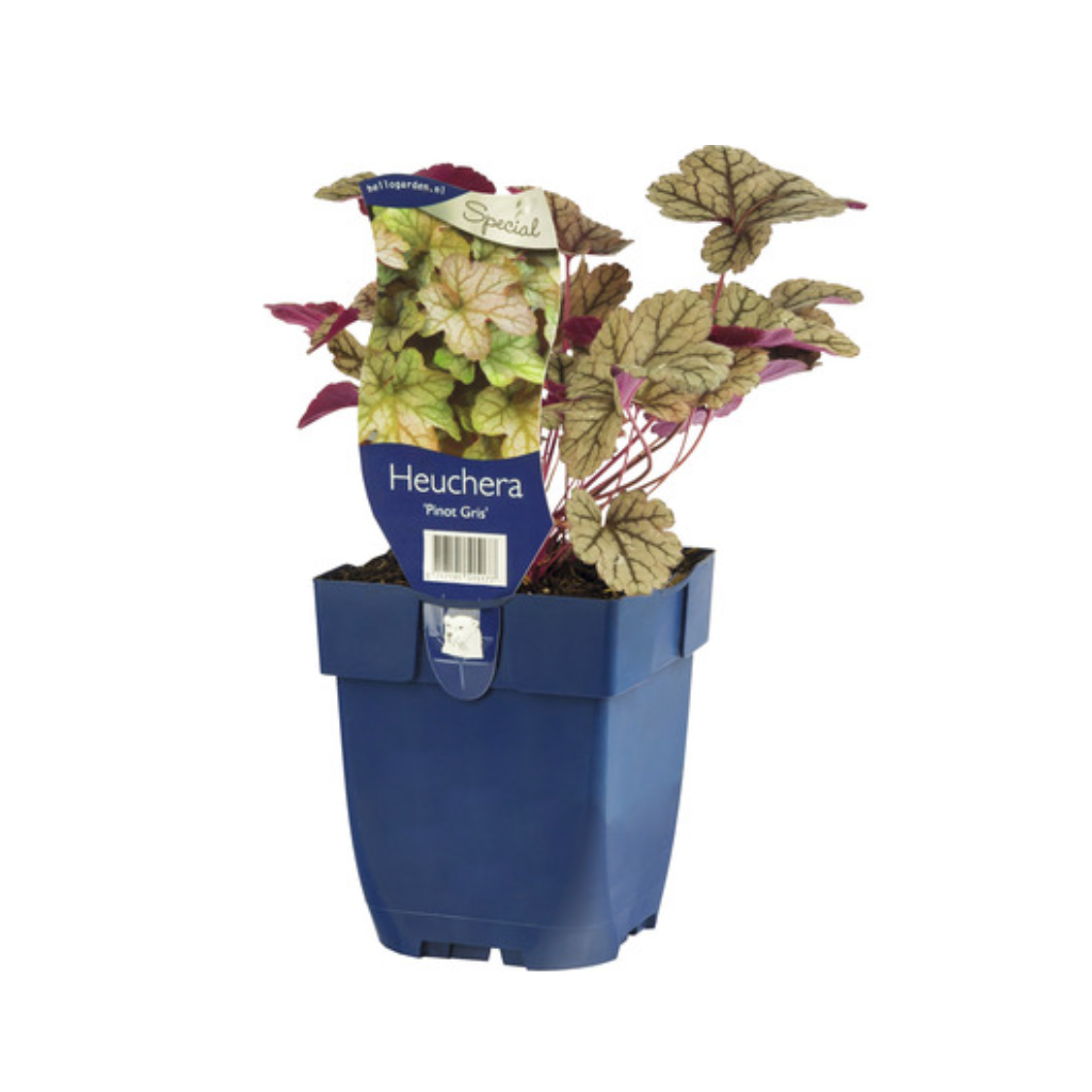 Purperklokje (Heuchera 'Pinot Gris') ø 11 cm