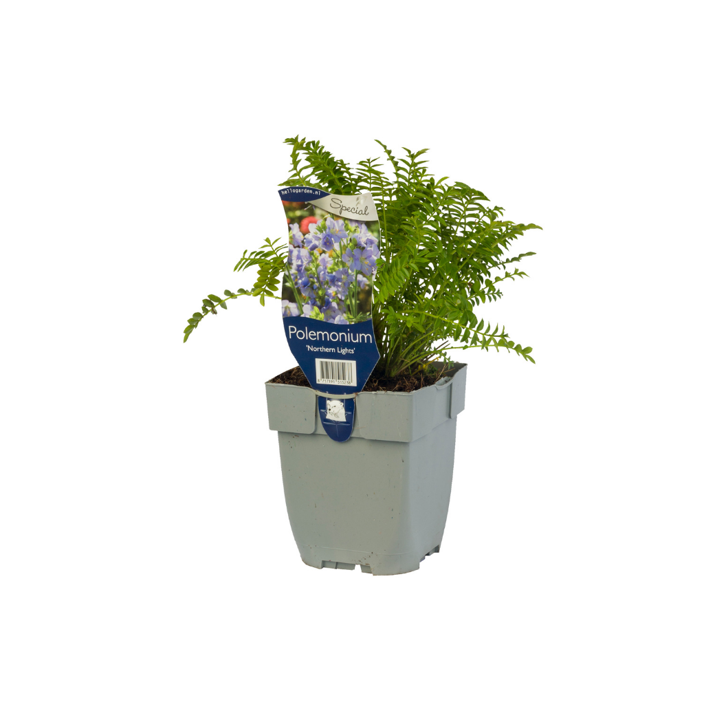 Jacobsladder (Polemonium 'Northern Lights')