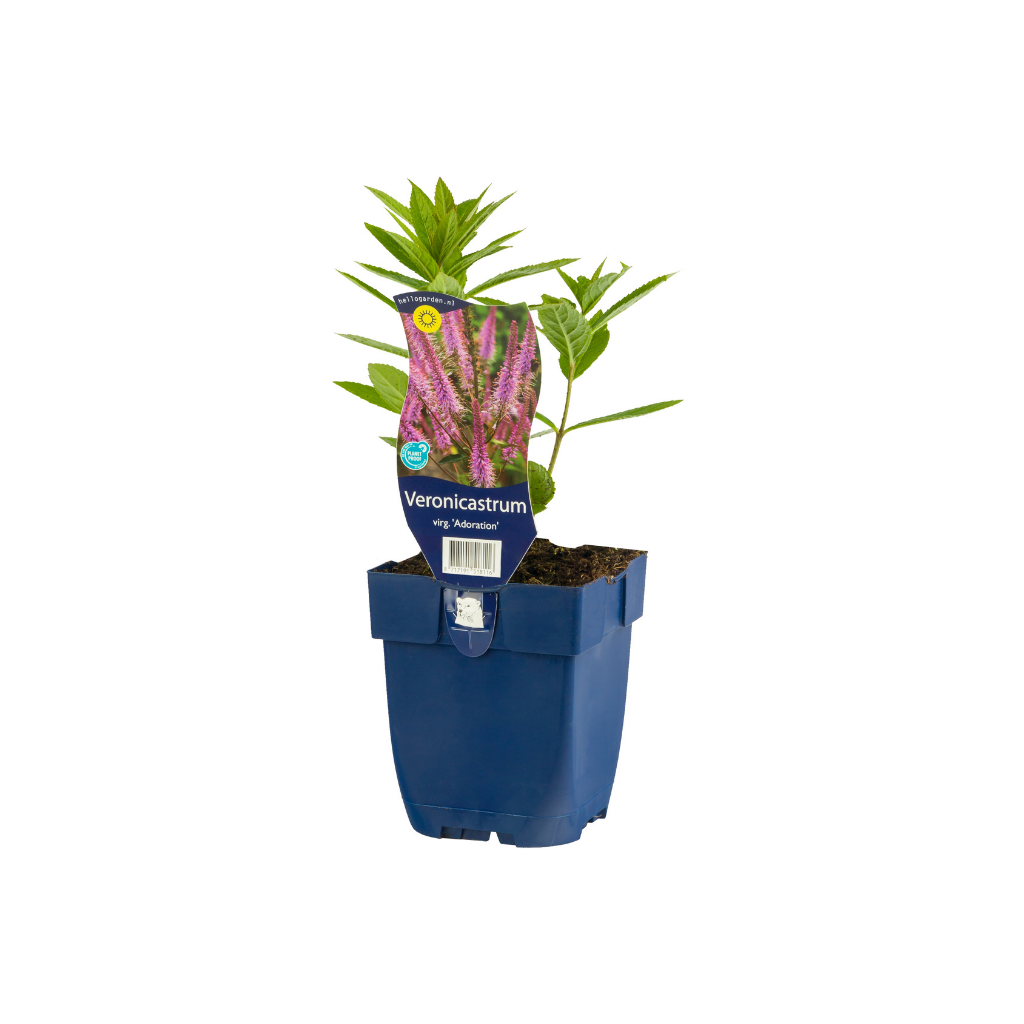 Virginische Ereprijs (Veronicastrum virg. 'Adoration') ø 11 cm