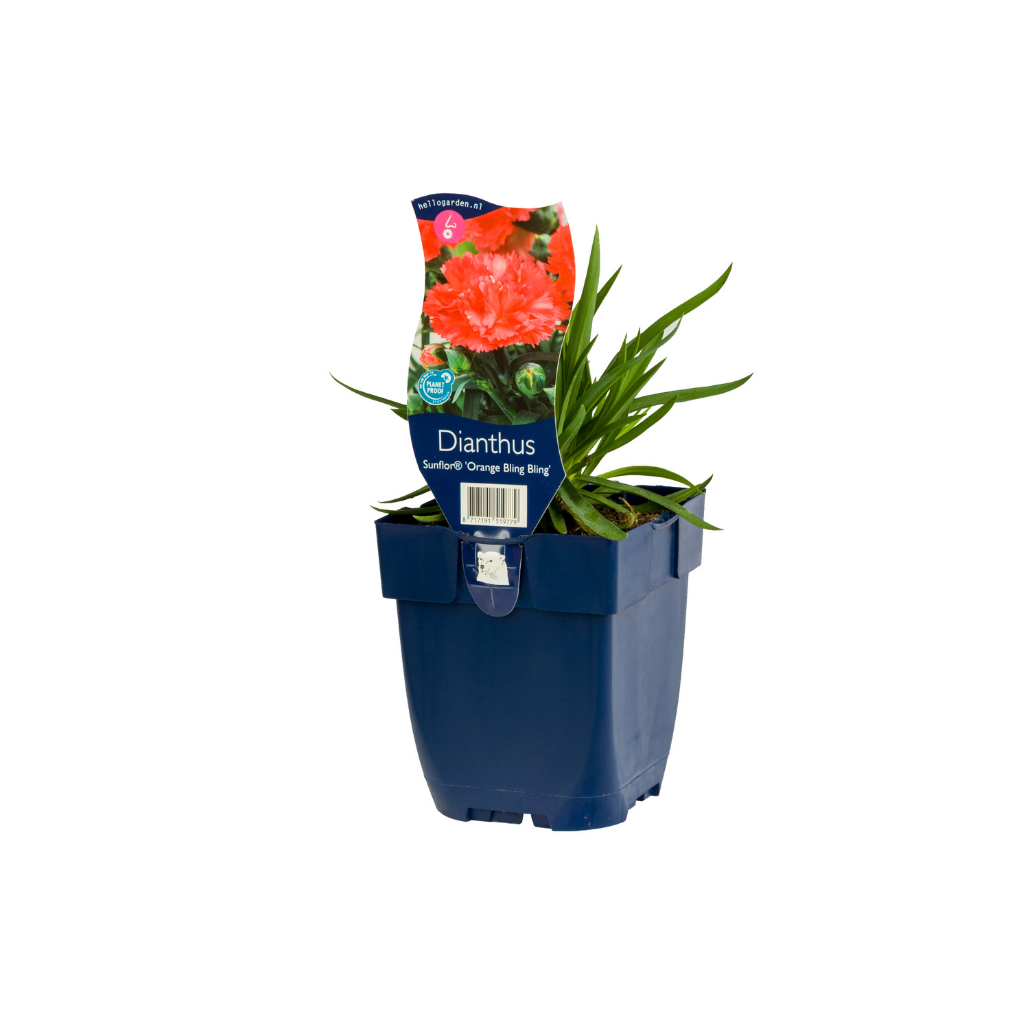 Anjer (Dianthus 'Sunflor Orange Bling Bling') ø 11 cm