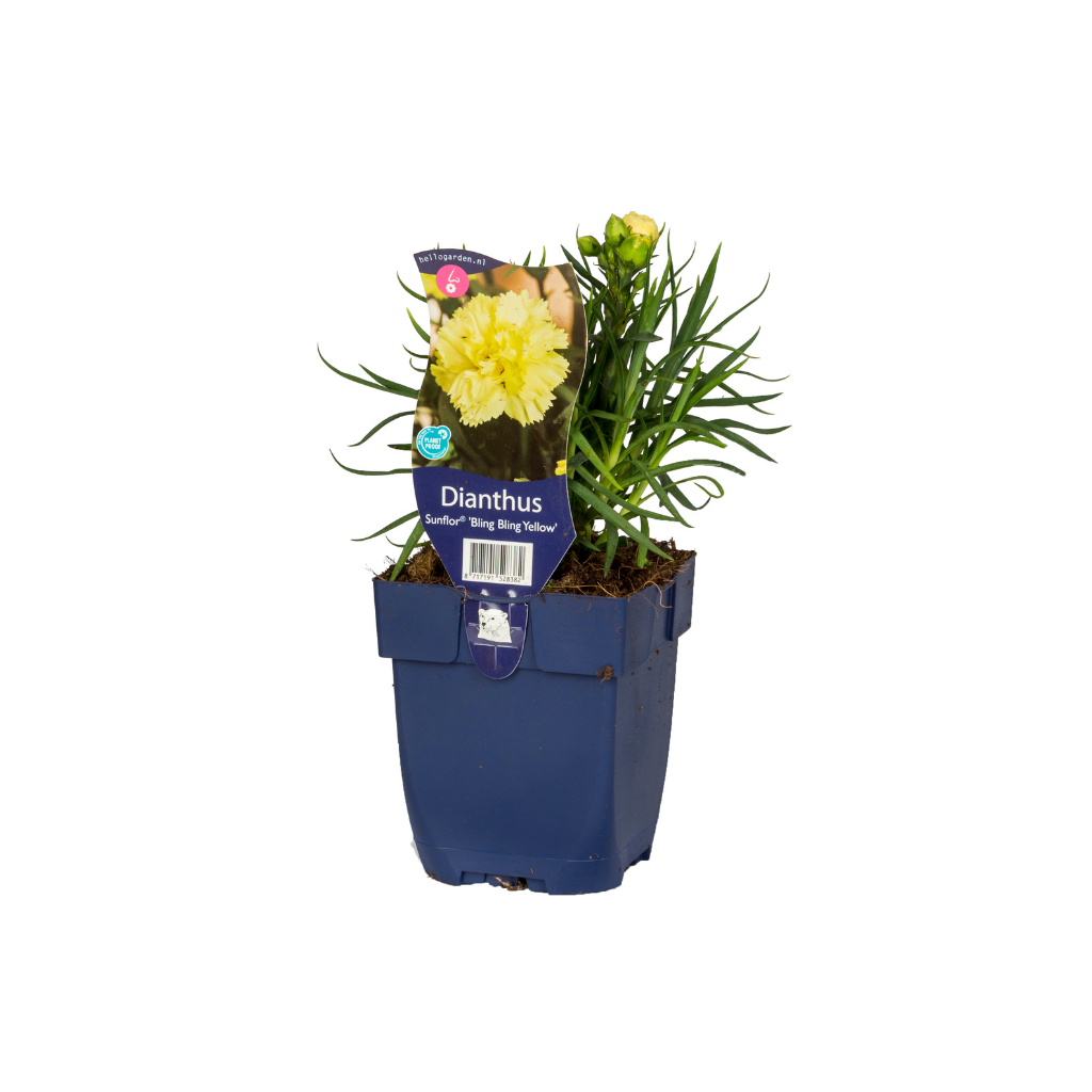 Anjer (Dianthus Sunflor Yellow Bling Bling) ø 11 cm