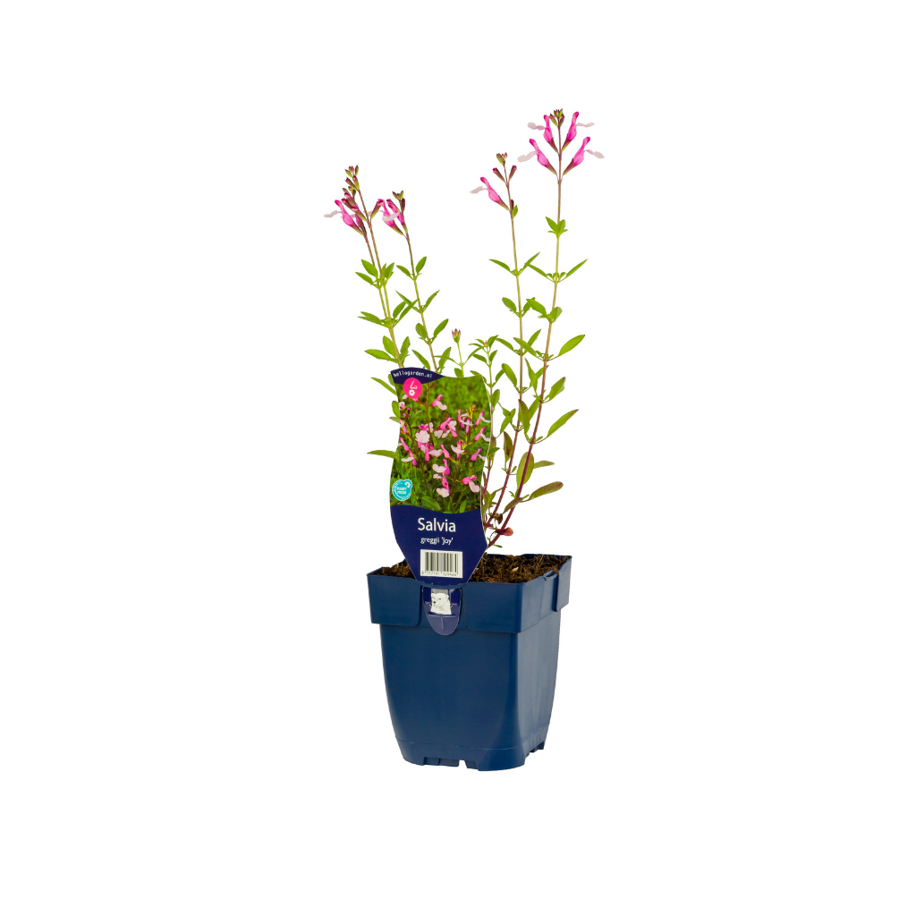 Salie (Salvia greggii 'Joy') ø 11 cm