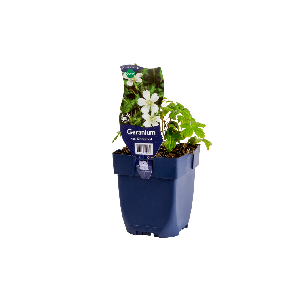 Knopige ooievaarsbek (Geranium nod. 'Silverwood') ø 11 cm