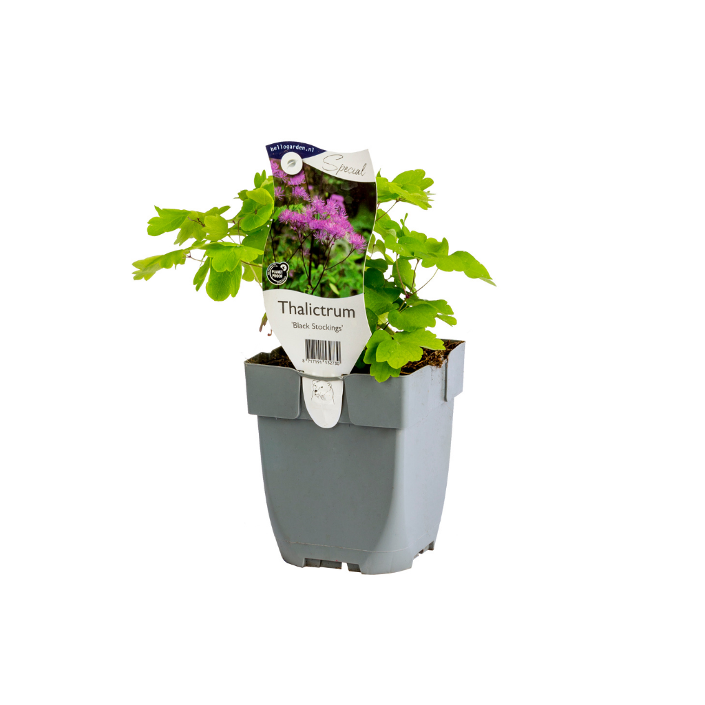 Ruit (Thalictrum 'Black Stockings')