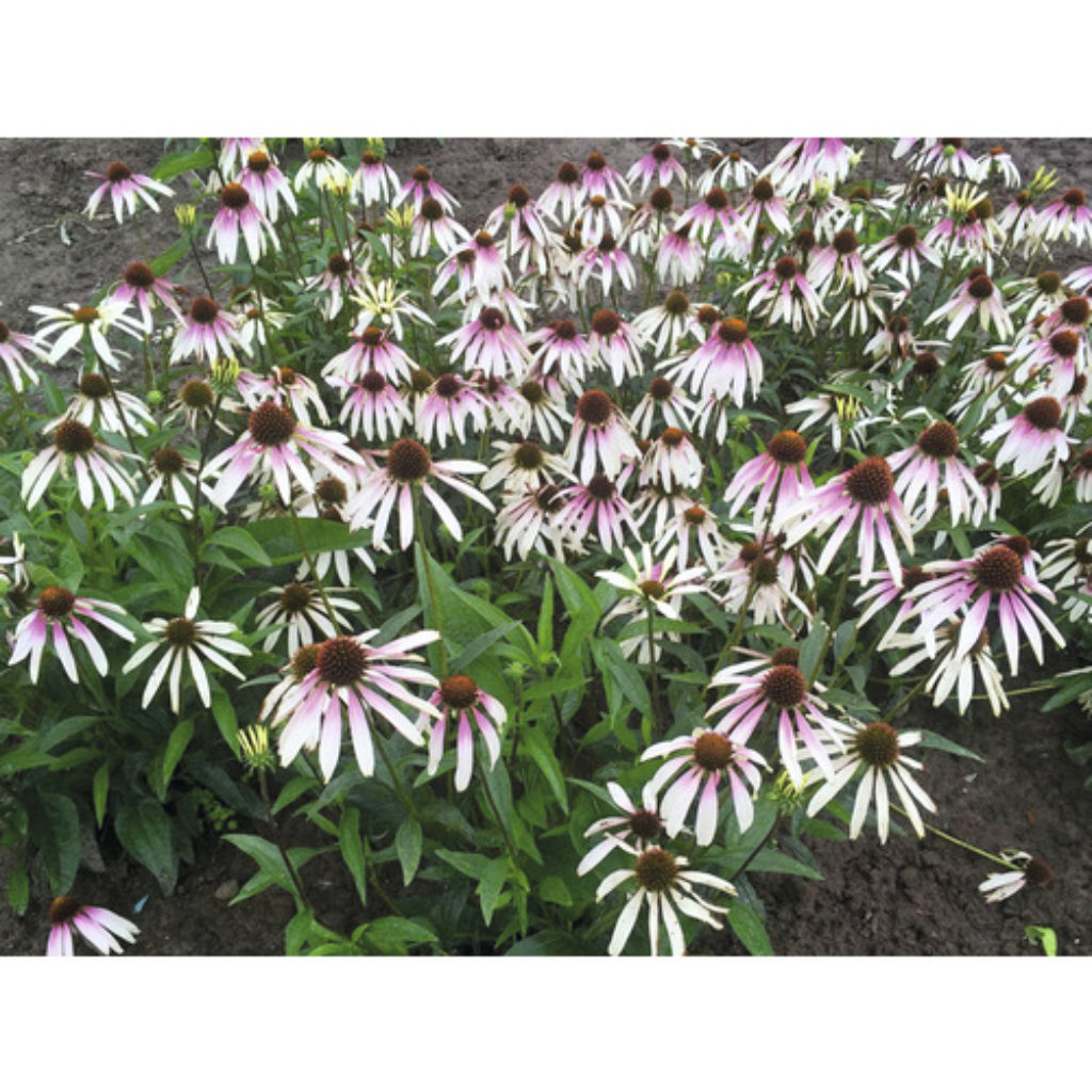 Zonnehoed (Echinacea 'Pretty Parasols') ø 11 cm