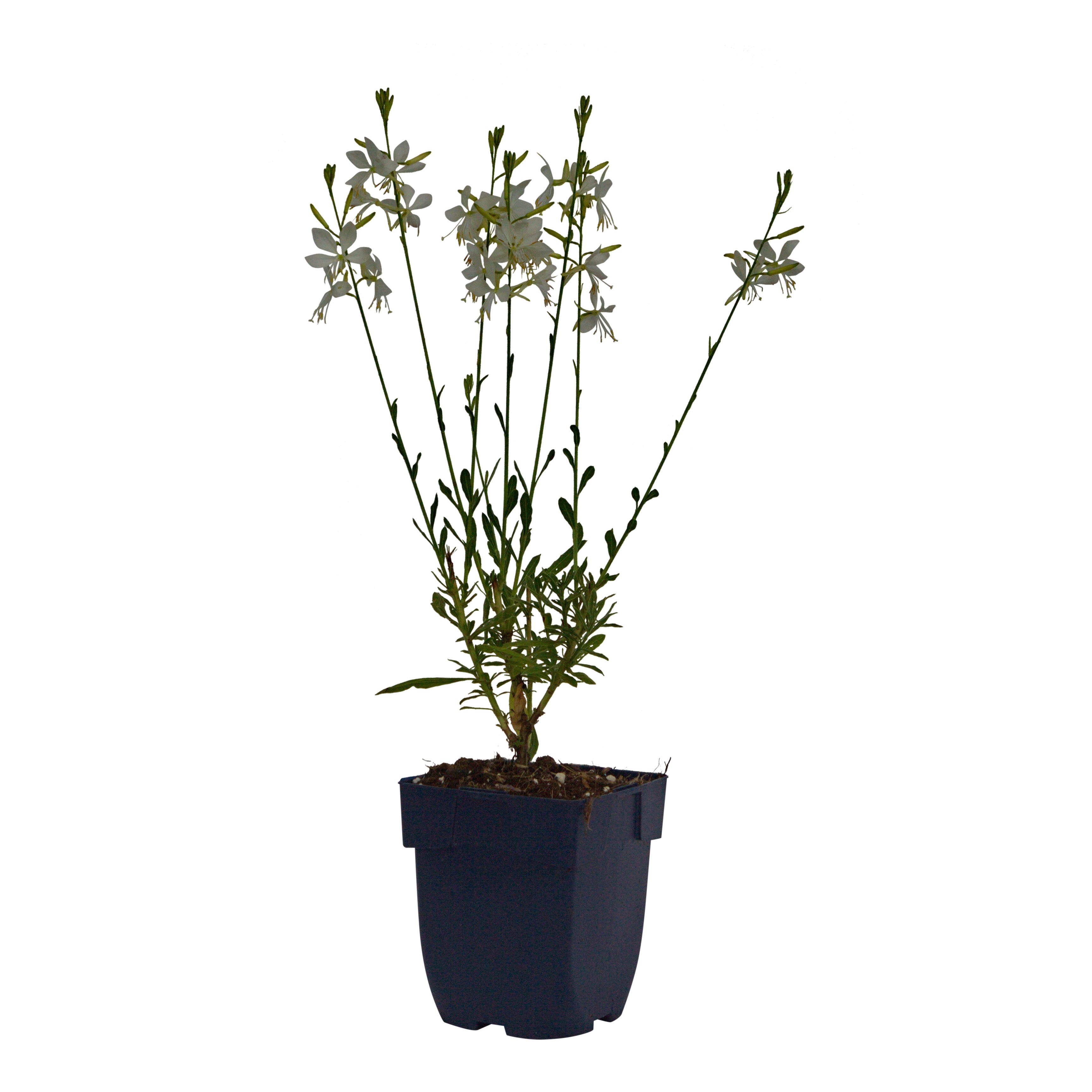 Prachtkaars (Gaura lindh. 'Geyser White') ø 11 cm