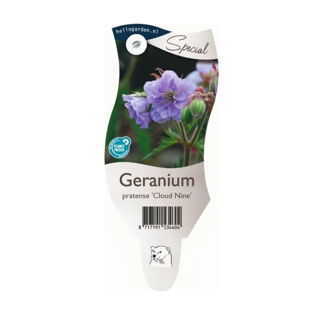 Beemdooievaarsbek (Geranium pratense 'Cloud Nine') ø 11 cm