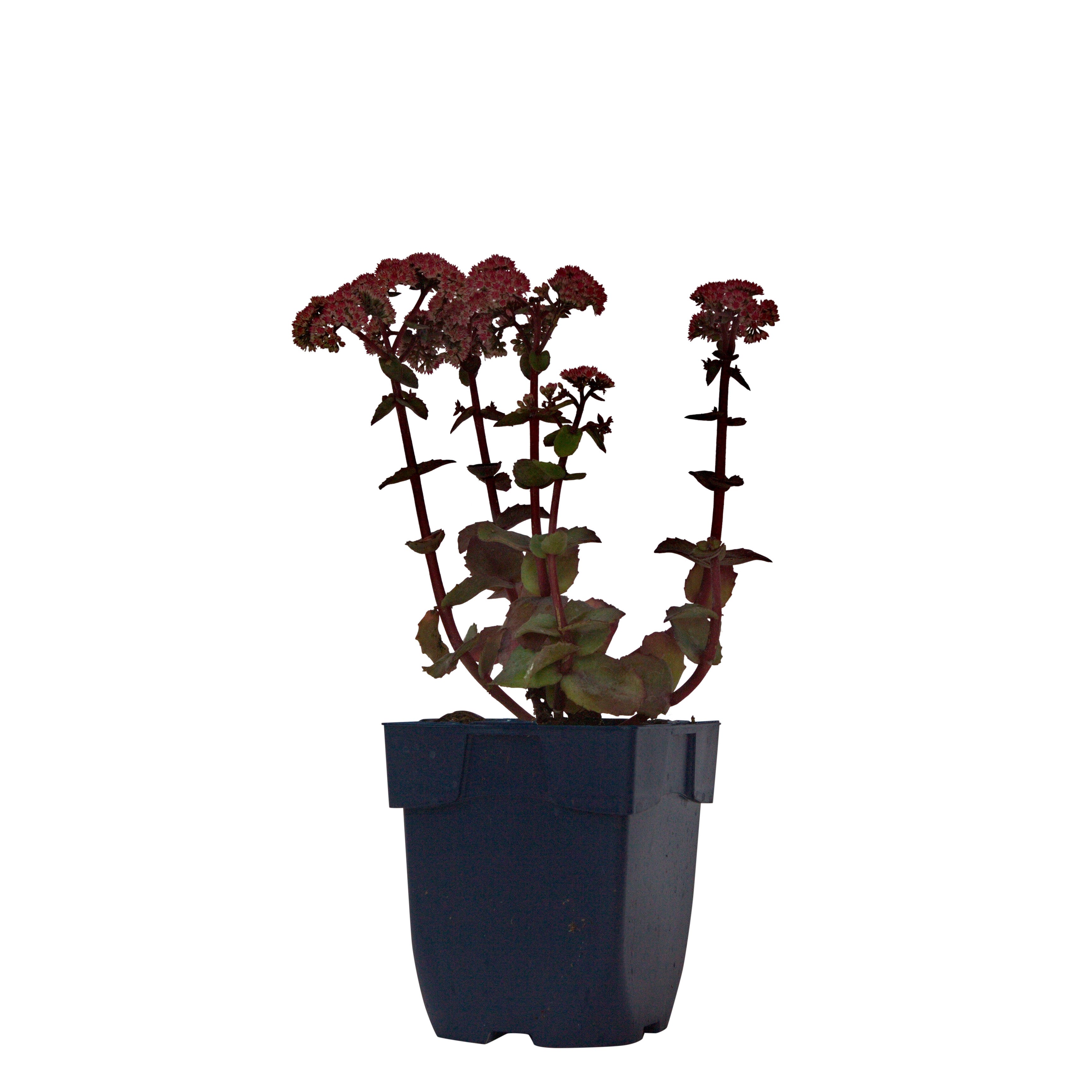 Hemelsleutel (Sedum tel. 'Seduction Rosé Soirée') ø 11 cm