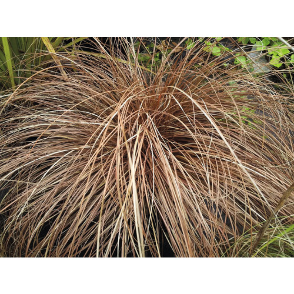 Zegge (Carex comans 'Bronco') ø 11 cm