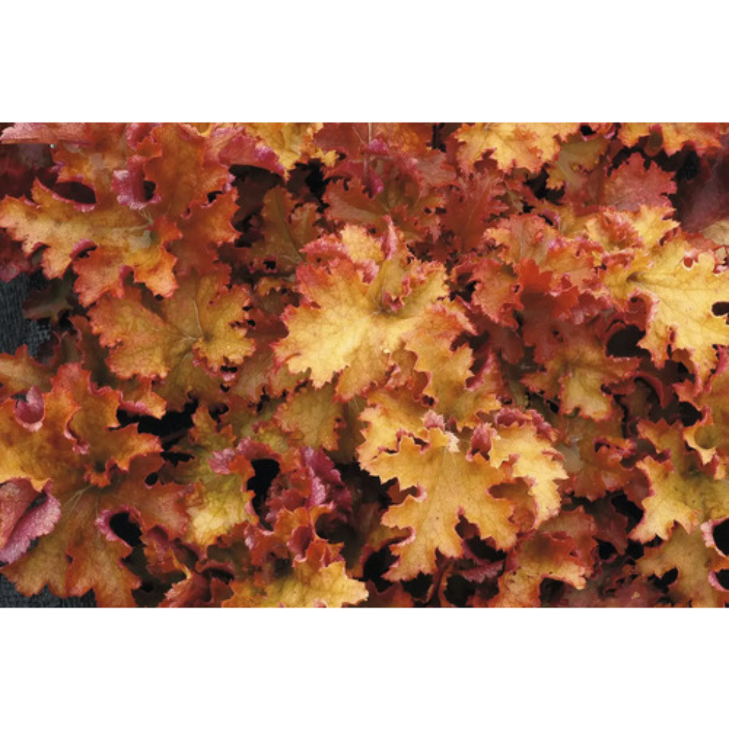 Purperklokje (Heuchera 'Zipper')