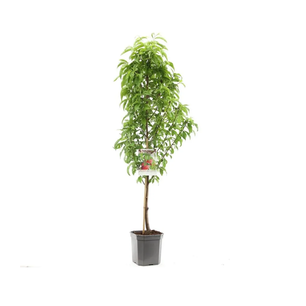 Platte nectarine (Prunus pers. nuc. Flateryna laag) H 160 ø 24 cm