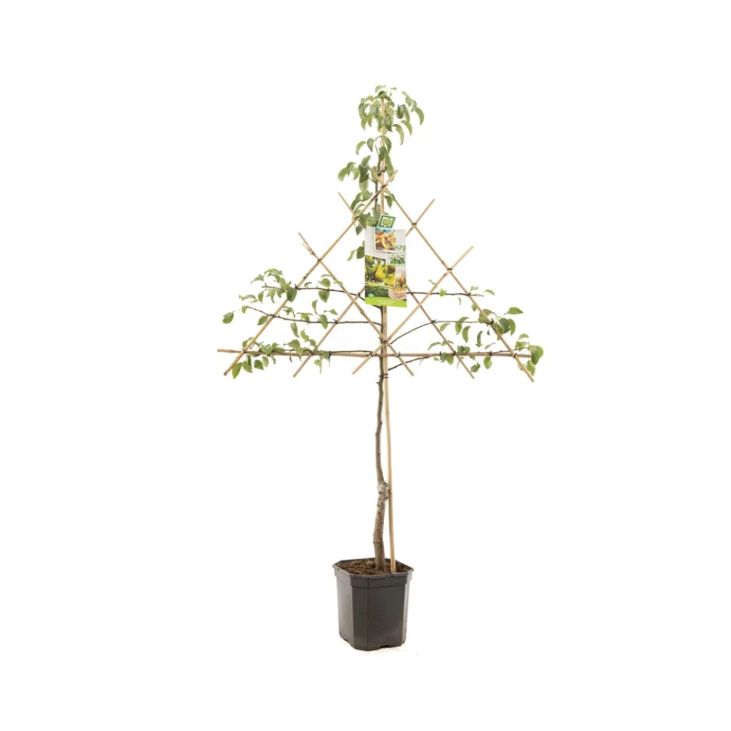 Handpeer (Pyrus comm. Conference leivorm) H 160 ø 24 cm
