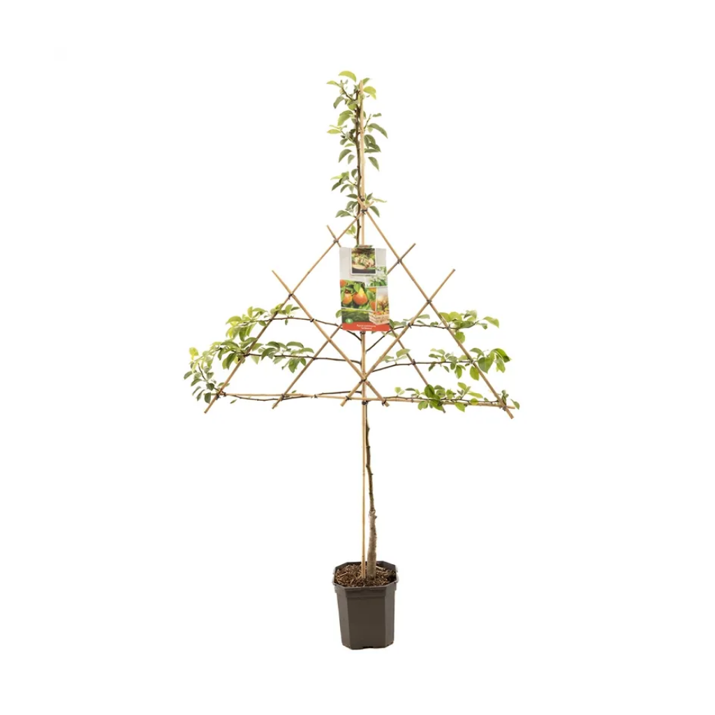 Handpeer (Pyrus comm. Williams leivorm) H 160 ø 24 cm
