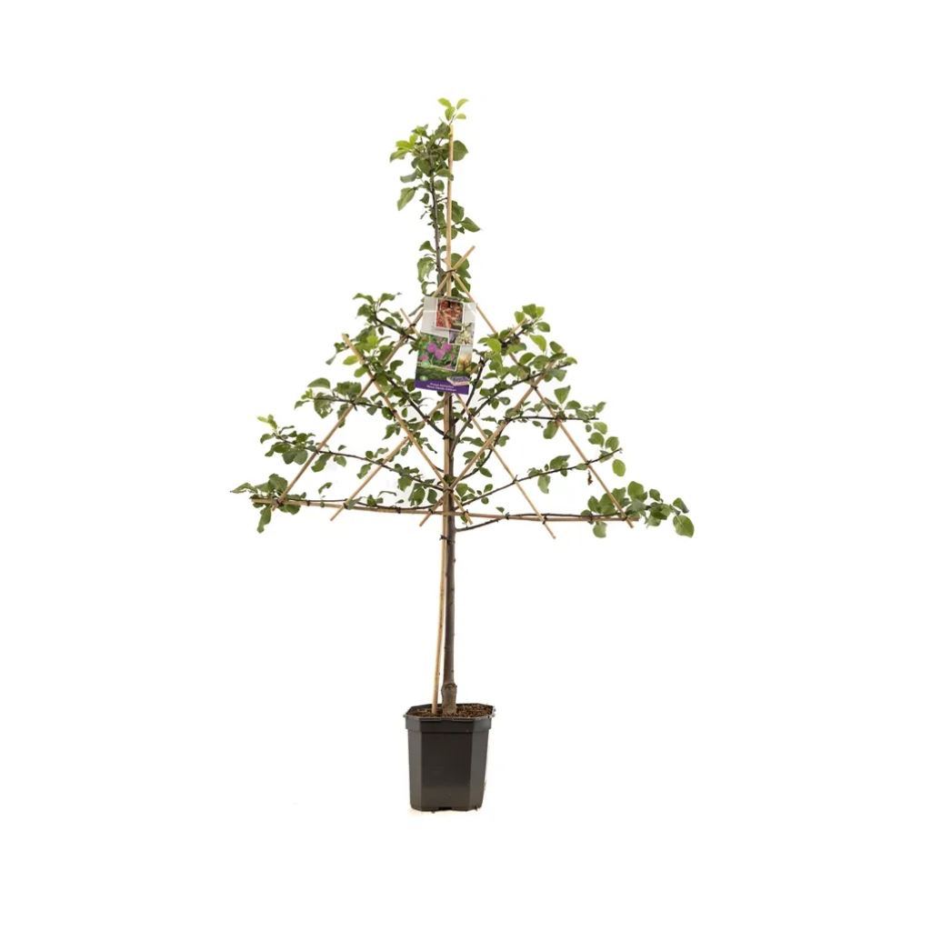 Rood-paarse pruim (Prunus dom. R-Cl. d'Althan leivorm) H 160 ø 24 cm