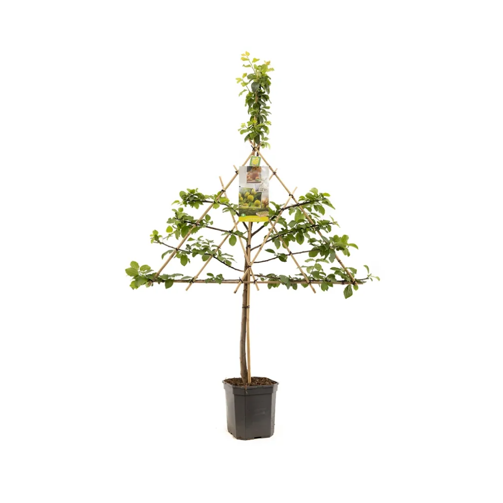 Gele pruim (Prunus dom. R-Cl. d'Oullins leivorm) H 160 ø 24 cm