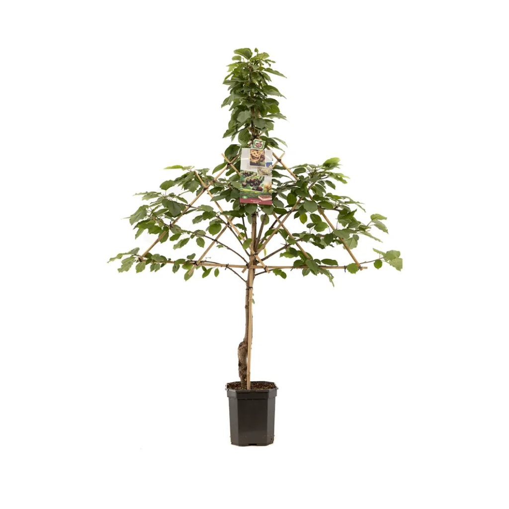 Donkerrode kers (Prunus avium Kordia leivorm) H 160 ø 24 cm