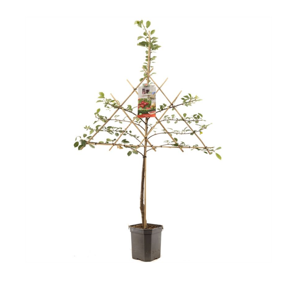 Zure kers (Prunus cerasus Morel leivorm) H 160 ø 24 cm