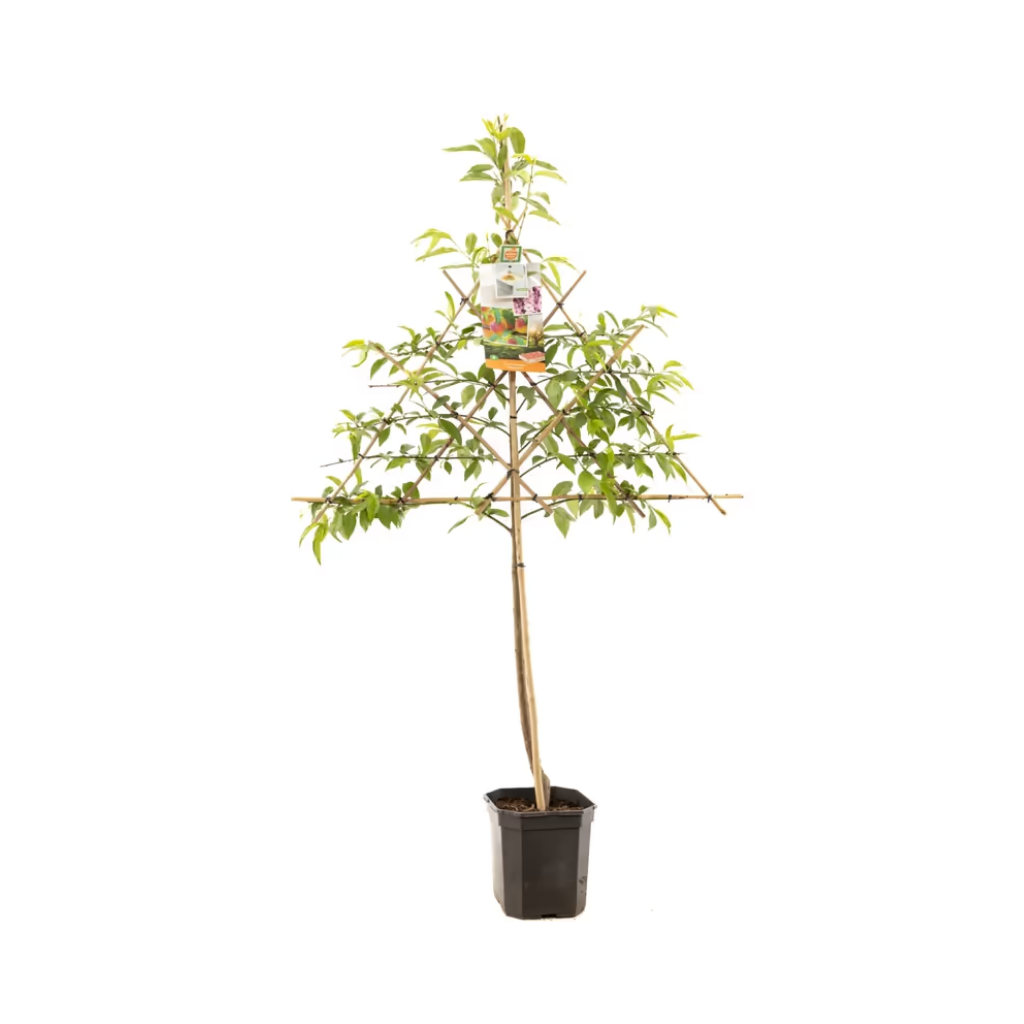 Perzik (Prunus pers. Peregrine leivorm) H 160 ø 24 cm