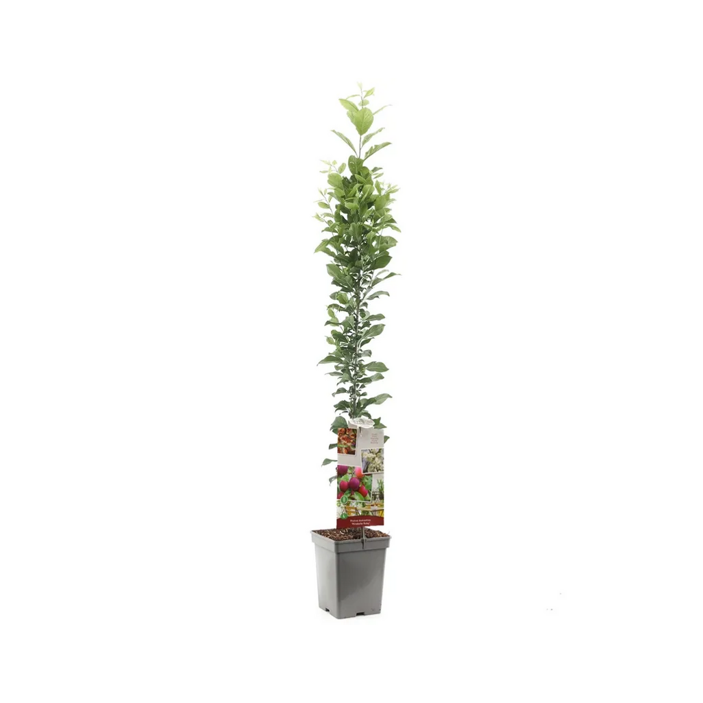 Rode pruim (Prunus dom. Mirabelle Ruby zuilvorm) H 110 ø 18 cm