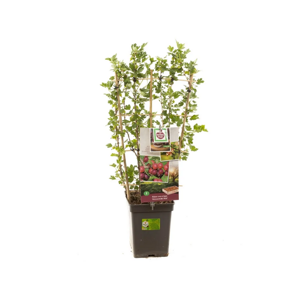 Rode kruisbes (Ribes uva-cr. Hinnonmäki Röd lei) H 70 ø 18 cm