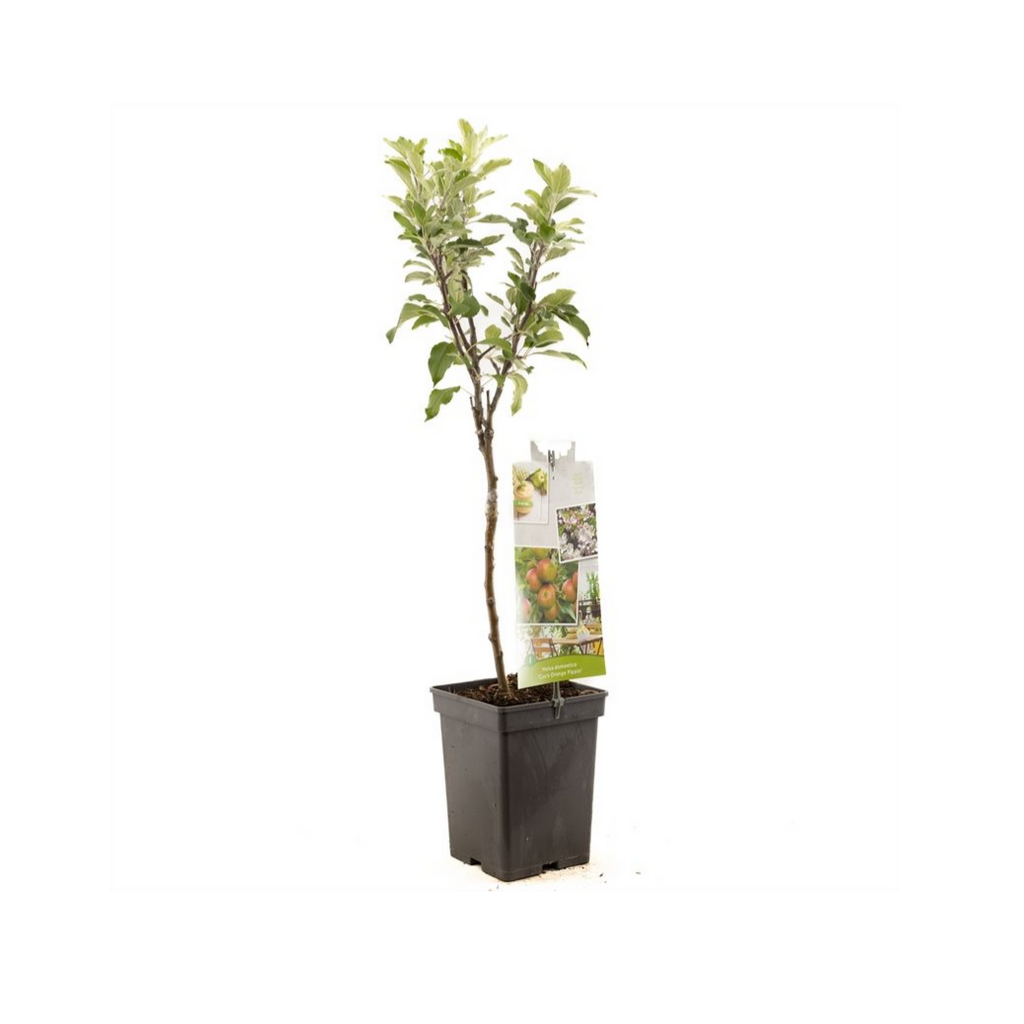 Handappel (Malus dom. Cox's Orange P. Patio) H 90 ø 18 cm