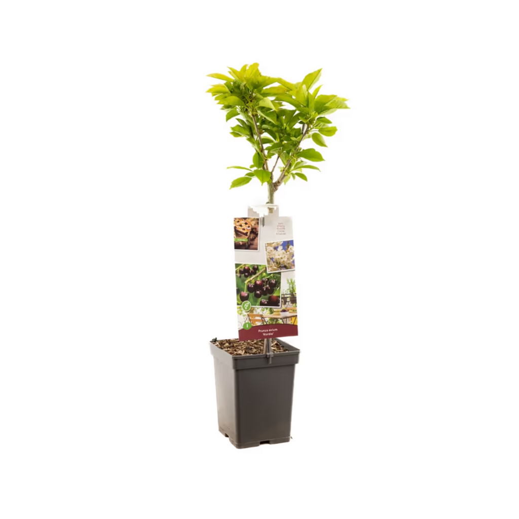 Donkerrode kers (Prunus avium Kordia Patio) H 90 ø 18 cm