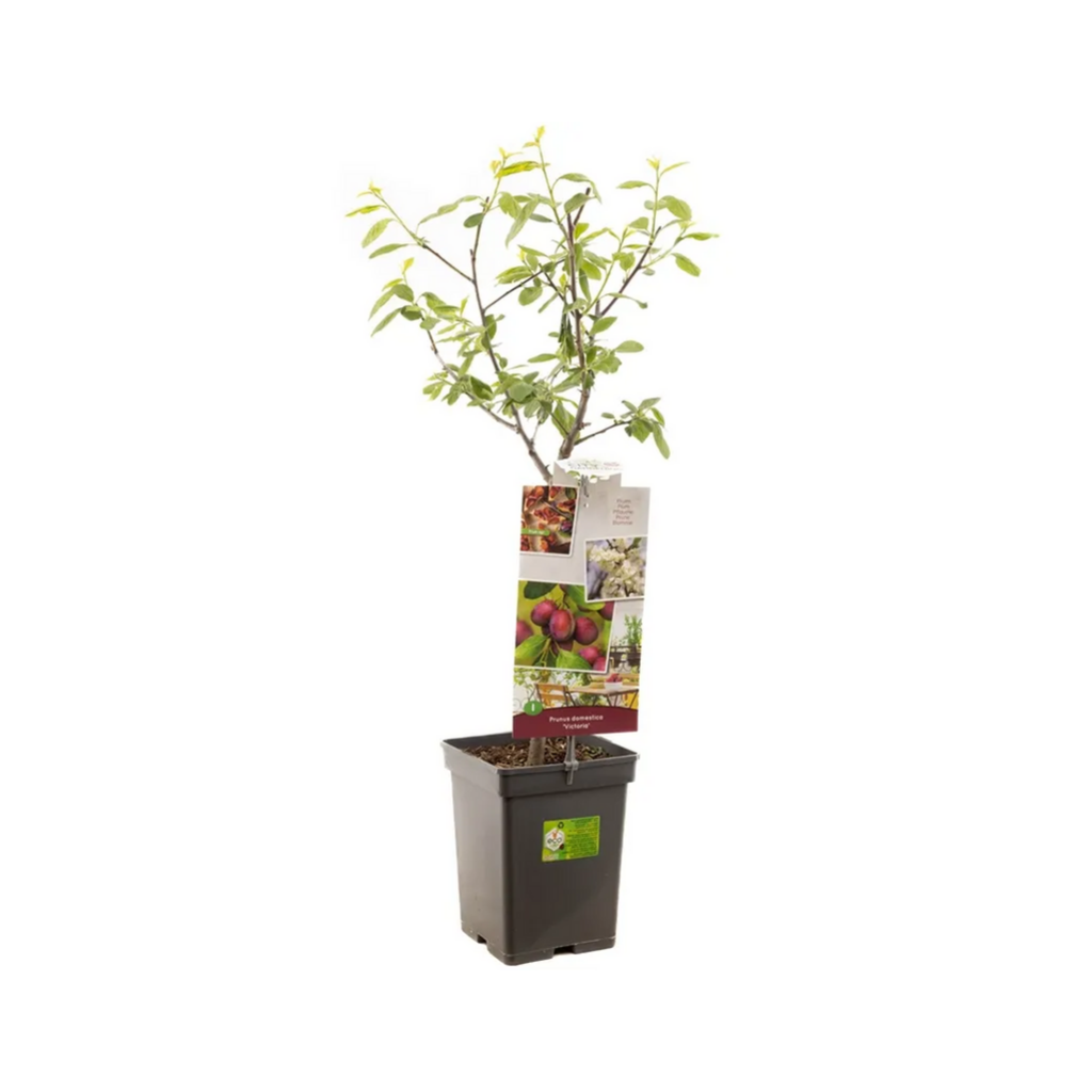 Oranje-rode pruim (Prunus dom. Victoria Patio) H 90 ø 18 cm