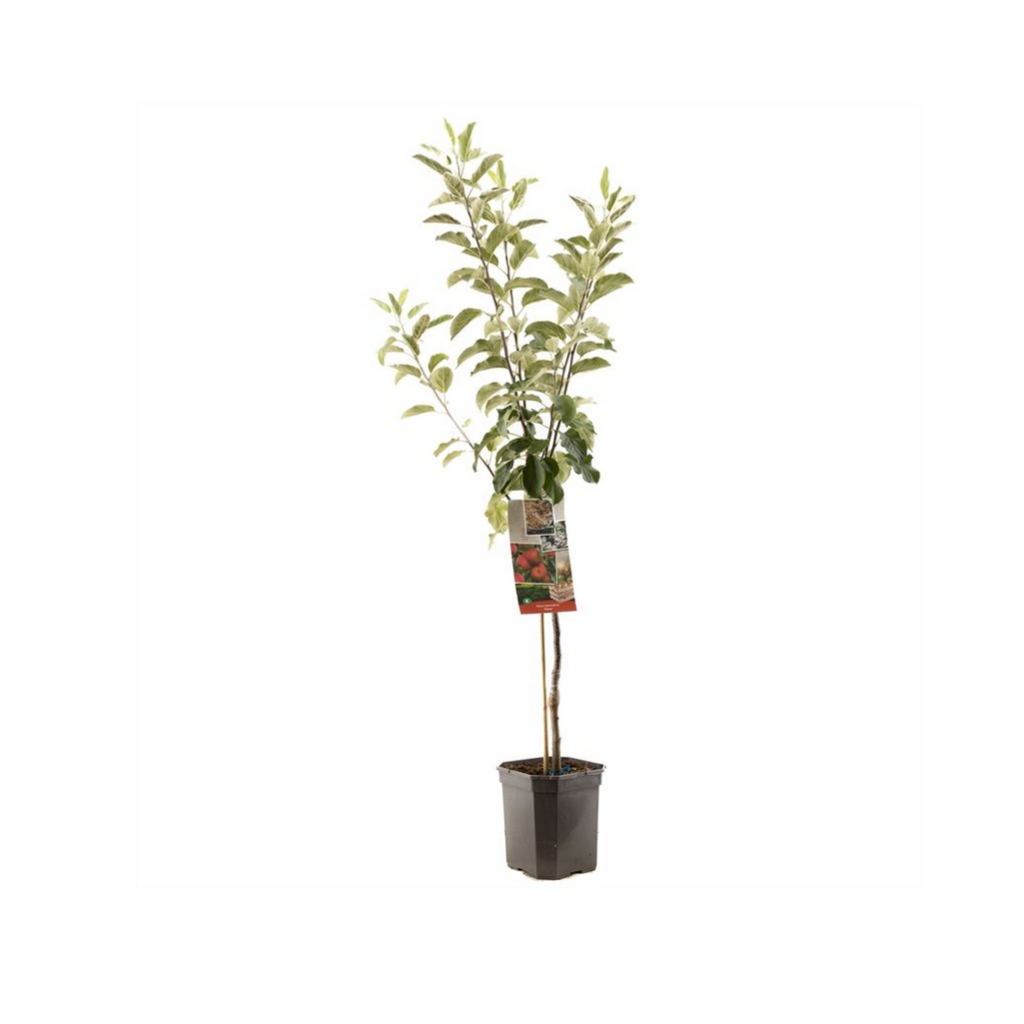 Najaarsappel (Malus dom. Elstar laagstam) H 160 ø 24 cm