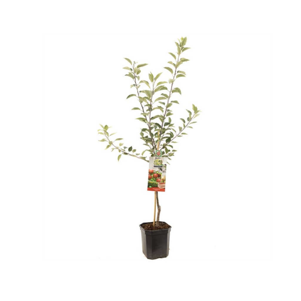 Najaarsappel (Malus dom. Gloster laagstam) H 160 ø 24 cm