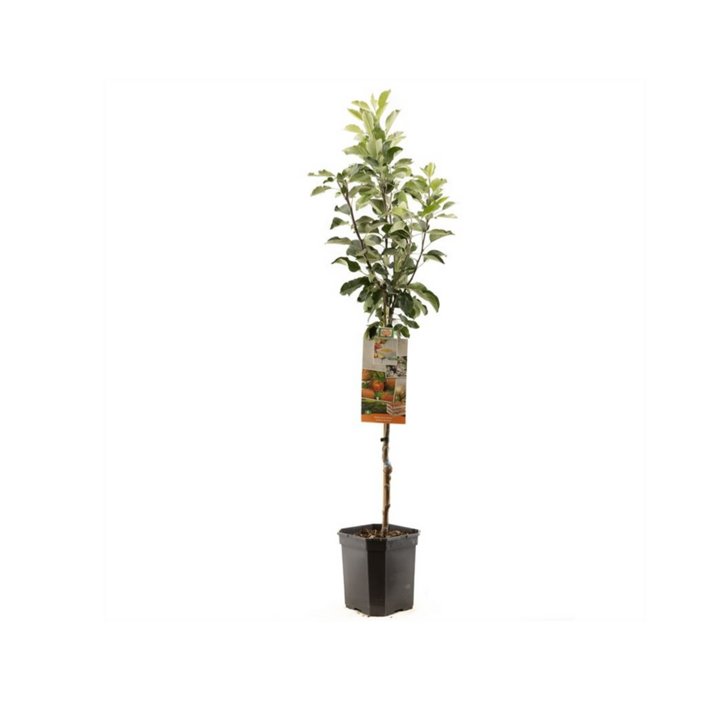 Hand- en moesappel (Malus dom. James Grieve laagstam) H 160 ø 24 cm